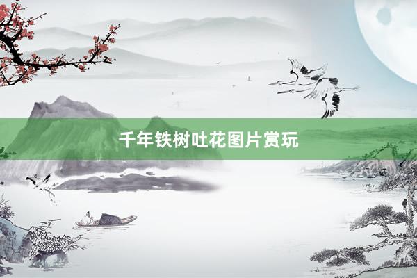 千年铁树吐花图片赏玩